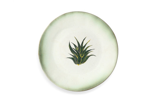 Magic Mushies - Pistara Flat Plate Aloe